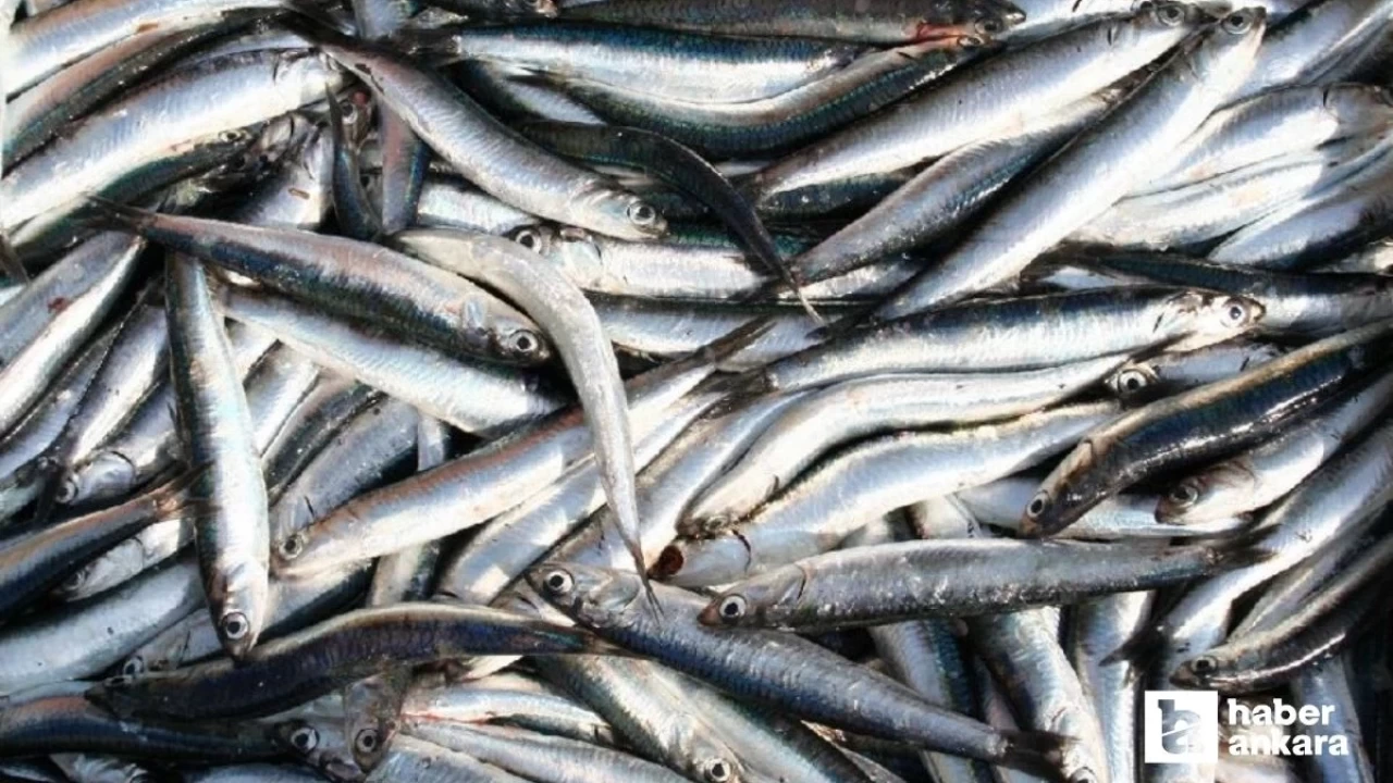 Ankaralılar balığa doyacak! Yüzlerce kilo hamsi ücretsiz dağıtılacak