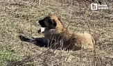 Ankara'da ahıra giren başıboş köpekler 11 büyükbaş hayvanı telef etti