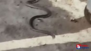 Mamak'ta sokakta görülen yılan korkuttu!