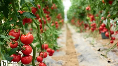 Ankara'nın tescilli Ayaş domatesi ne zaman çıkar, fiyatı ne, tohumu nereden alınır?