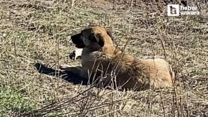 Ankara'da ahıra giren başıboş köpekler 11 büyükbaş hayvanı telef etti