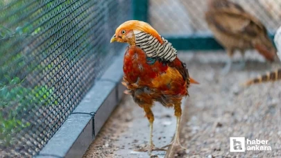 Pursaklar Belediyesi kanatlı hayvanları Evcil Hayvanlar Parkında koruma altına alıyor