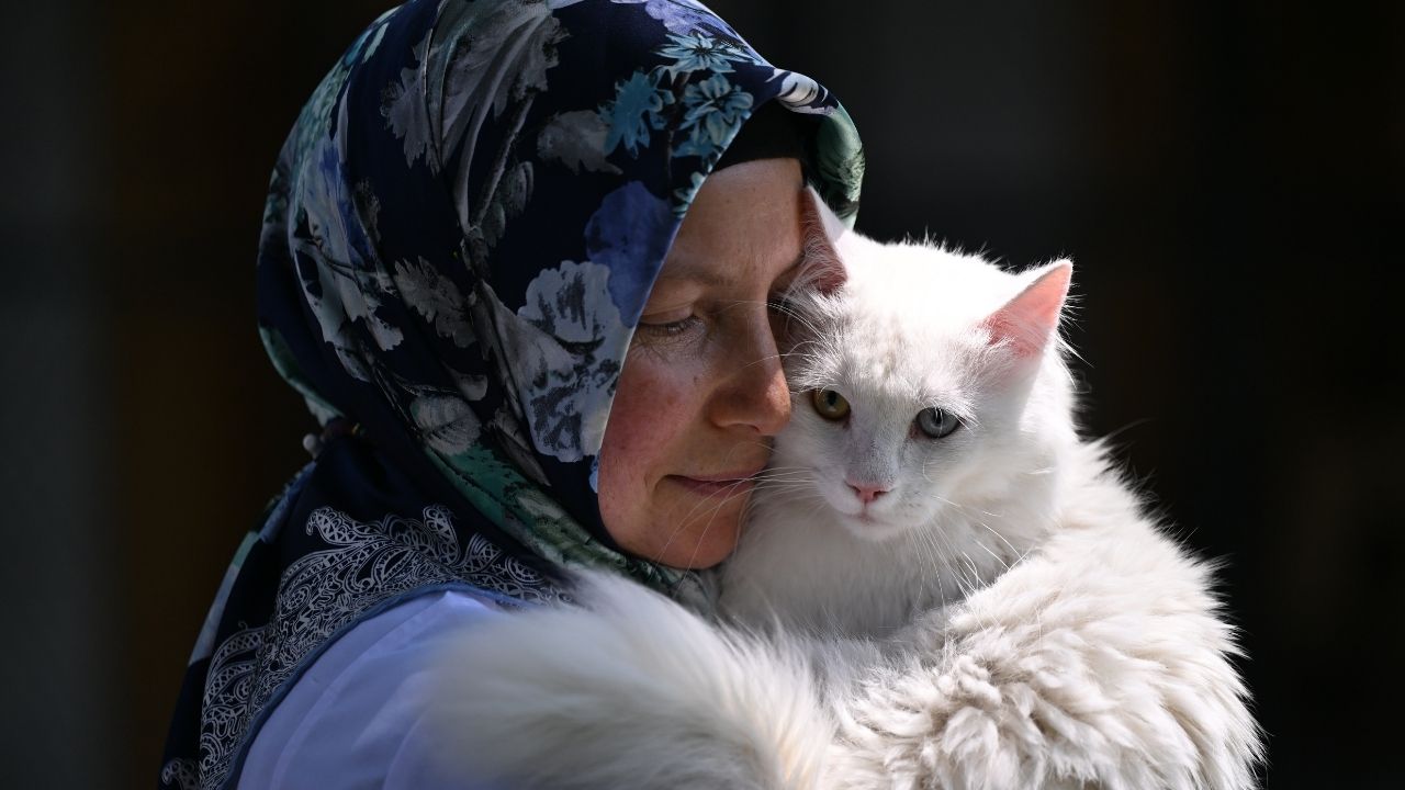 Ankara kedisi 'patilerini' Ayasofya'ya basacak!