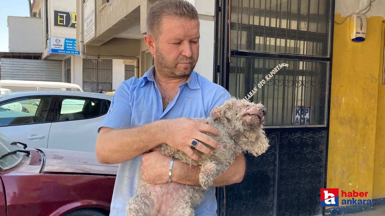 Ankara'da pitbull dehşeti! Evcil hayvanın çenesini kopardı