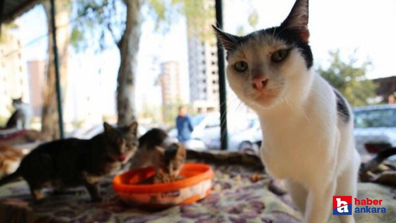Sincan'da 'kediye işkence' iddiası