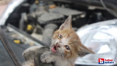 Kahramankazan'da bir otomobilin kaputuna sıkışan kediyi önce kurtardı sonra sahiplendi