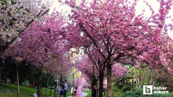 Ankaralı vatandaşlar sakura ağaçları için Dikmen Vadisine akın etti