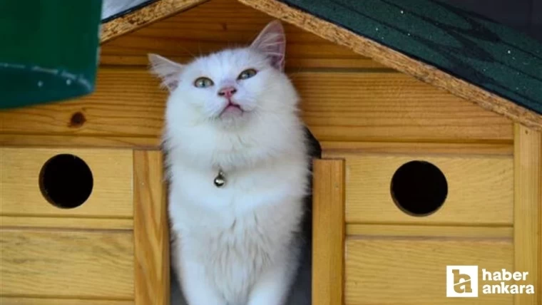 Pursaklar’da açılan kedi eviyle Ankara kedisi koruma altında!