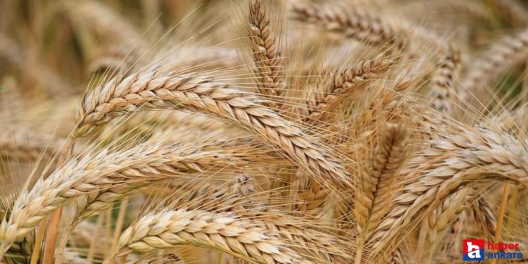 TOBB güncel buğday ve arpa alım fiyatları nedir?