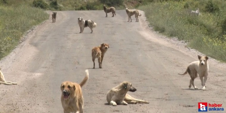 Ankara Kahramankazan'da başıboş köpekler ilçe sakinlerini tedirgin ediyor!