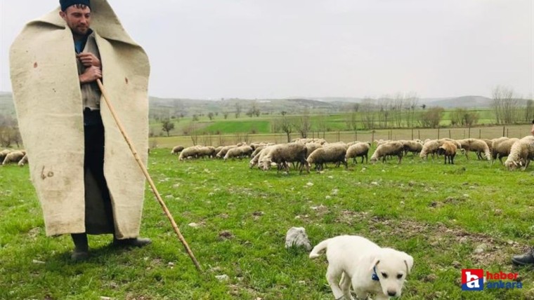 Aylık 20 bin liraya çoban bulunamıyor! Hakkari'den İran'a çoban transferi!