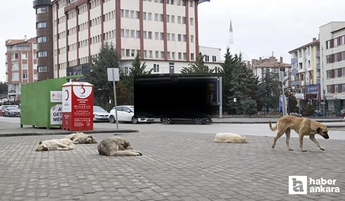 Ankara Keçiören'de köpeklerin saldırısına uğrayan çocuk seri ameliyata alınacak!