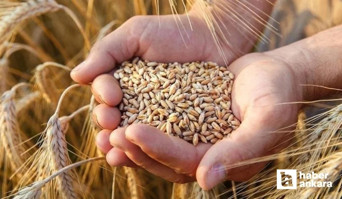 TOBB Borsalar Fiyat Bülteni yayımlandı! Arpa, buğday, ekmeklik buğday güncel fiyatları belli oldu