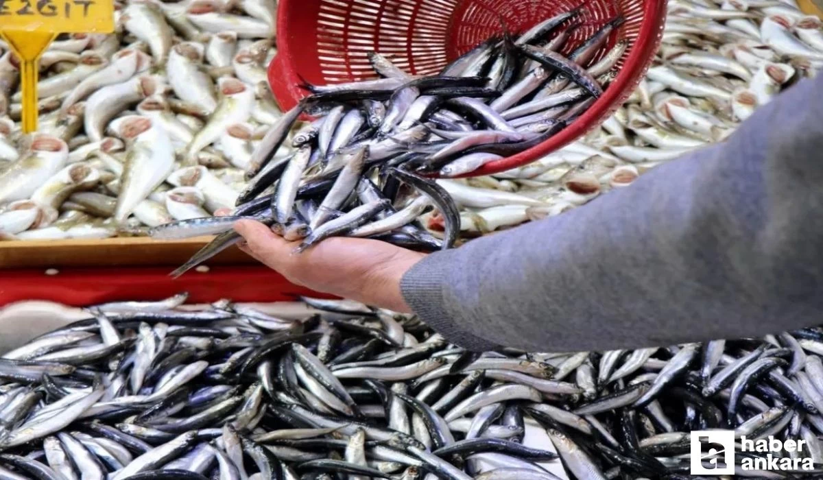 Ankara Balık Hali güncel fiyatlar belli oldu! İşte Ankara balık hali güncel fiyat listesi