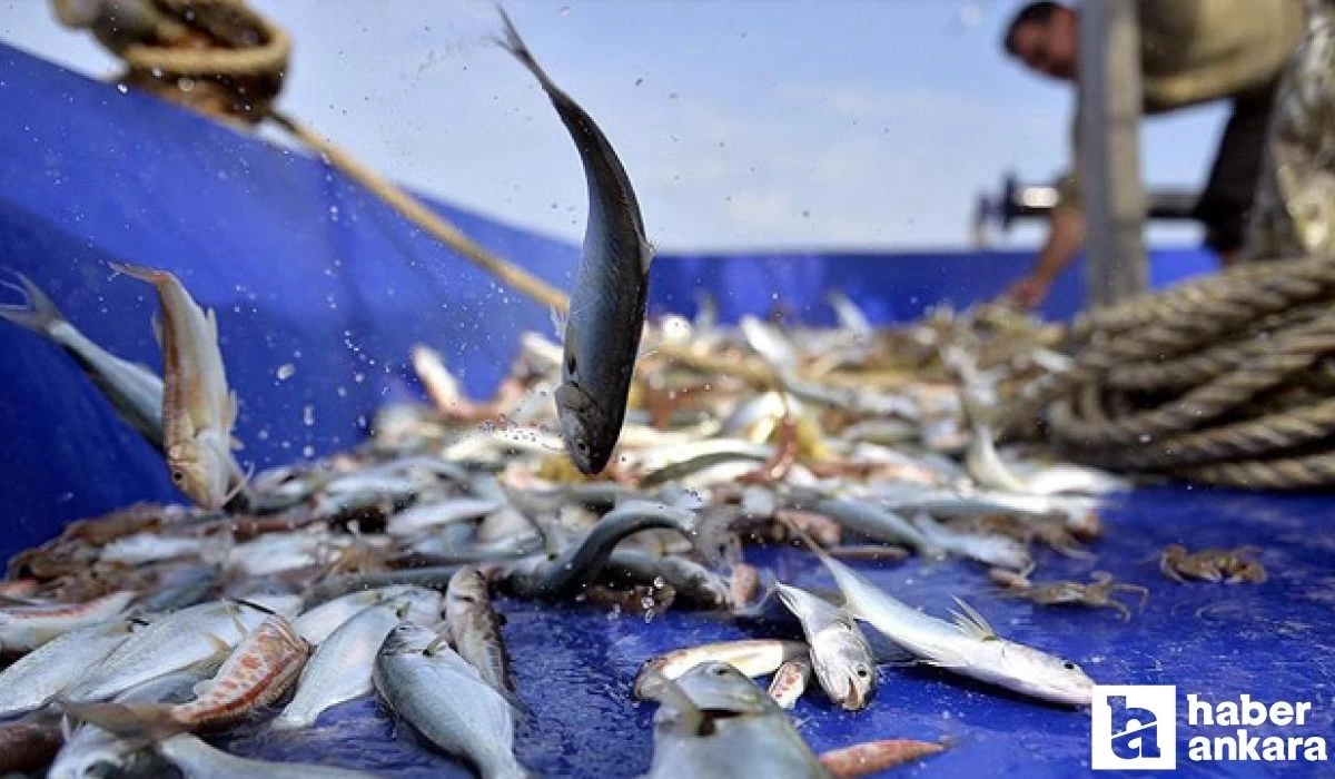 2023 2024 balıkçılık av sezonu ne zaman kapanıyor?