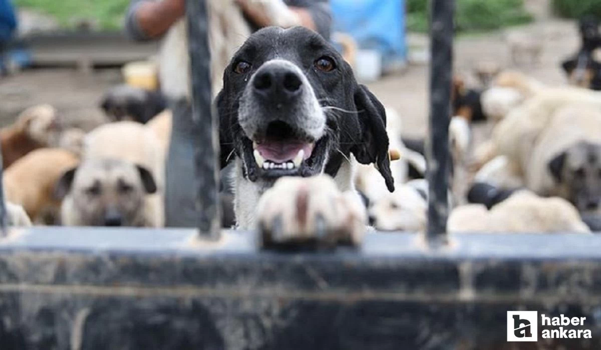 Ankara Büyükşehir Belediyesi sokak köpekleri merkezi şikayet hattı telefon numarası