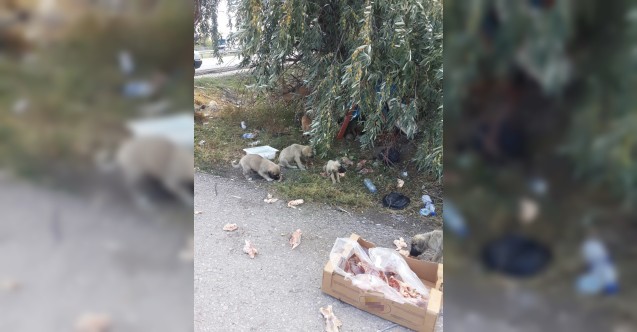 Ankara'da vicdansızlık! 30’a yakın yavru köpeği yol kenarına bırakıp kaçtılar 