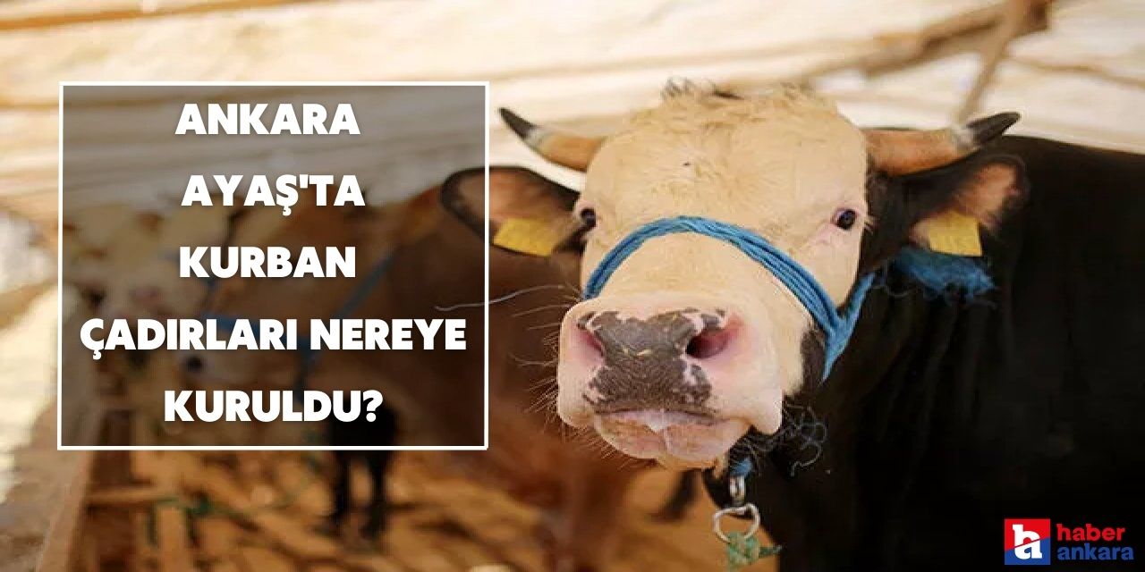 Ankara Ayaş'ta kurban çadırları nereye kuruldu?