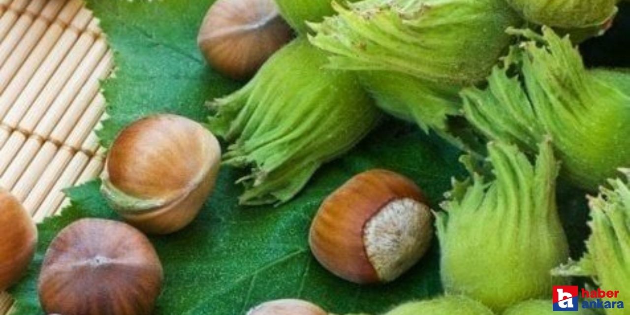 Fındık fiyatlarında dalgalanmalar yaşanıyor! Fındık fiyatlarından son dakika bilgisi