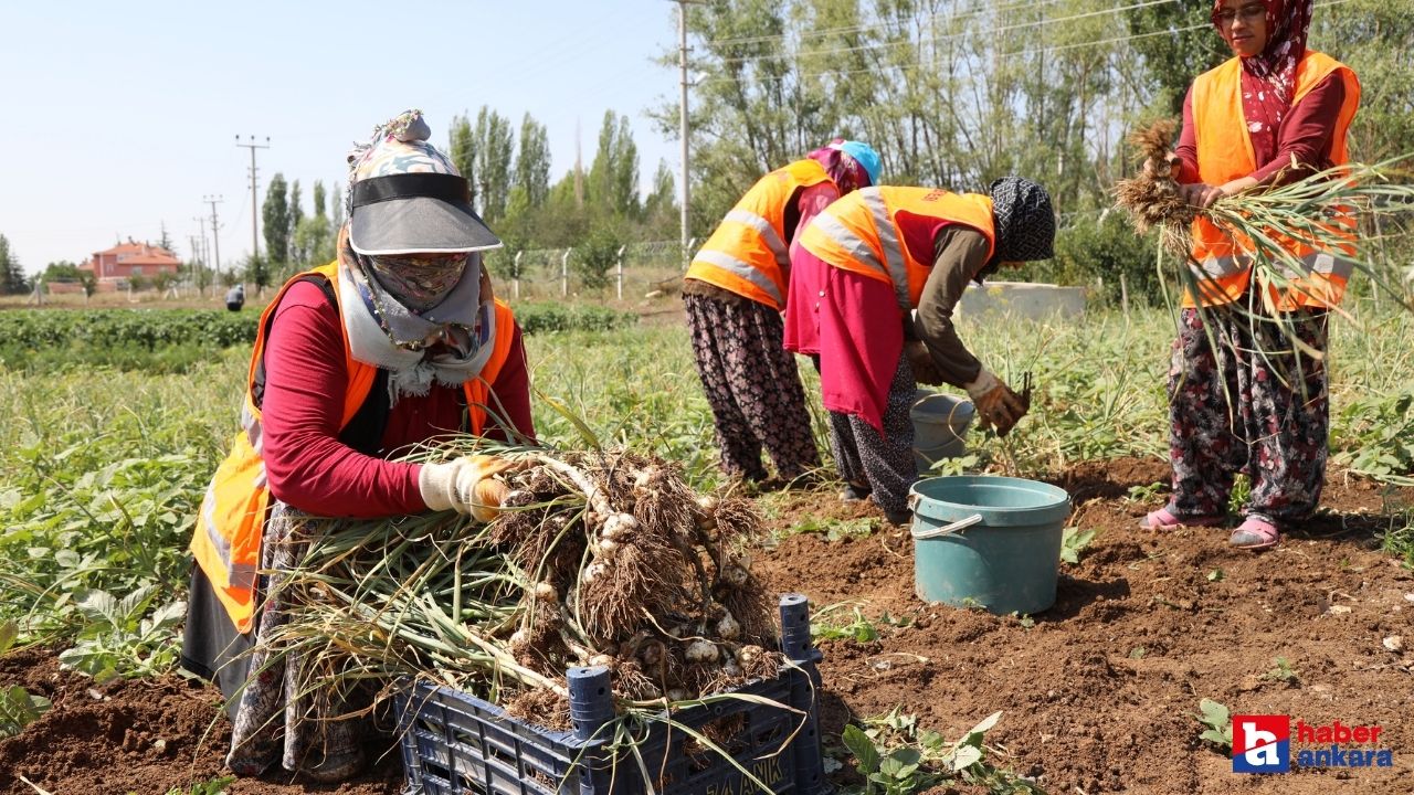 Ankara'da Çubuk Belediyesi tarafından üretilen sarımsağın hasadı devam ediyor