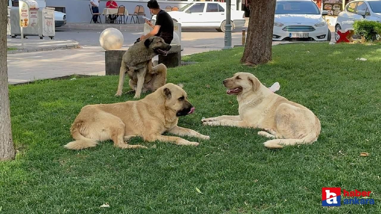 Ankara'nın Çubuk ilçesinde sahipsiz köpekler 5 koyunu telef etti!