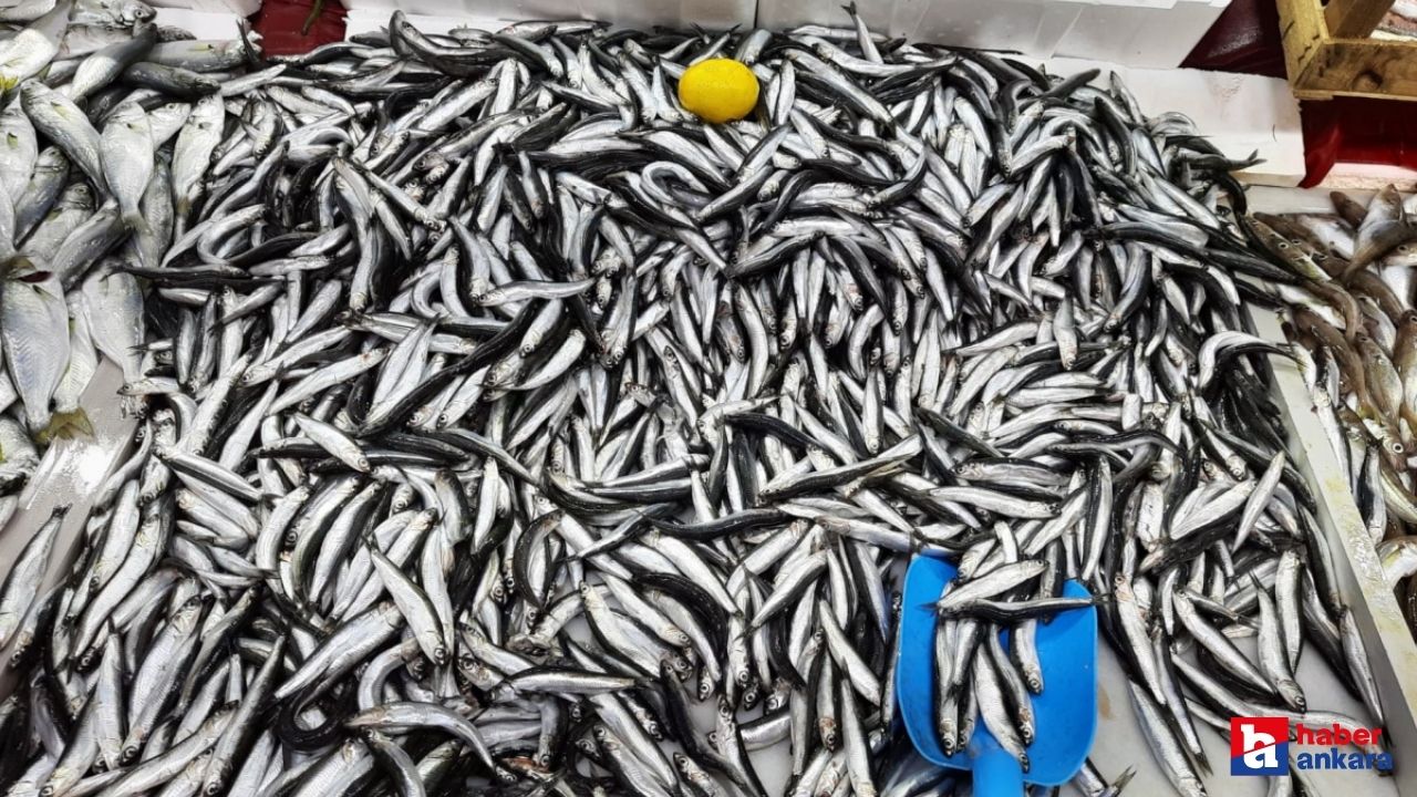 Ankara Büyükşehir Belediyesi Balık Halinde fiyatlar belli oldu! 21 Ekim Cumartesi Ankara balık hal fiyatları