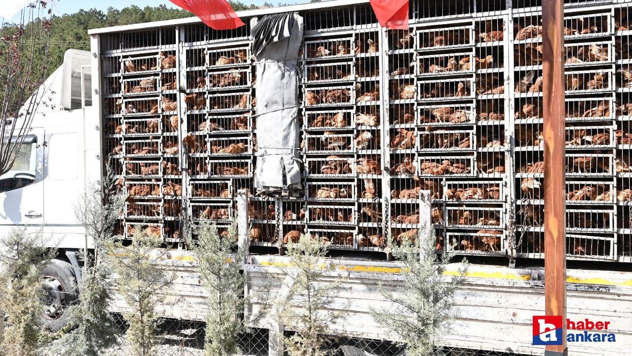 Mamak Belediyesi 962 kadın girişimciye tavuk desteği sağladı