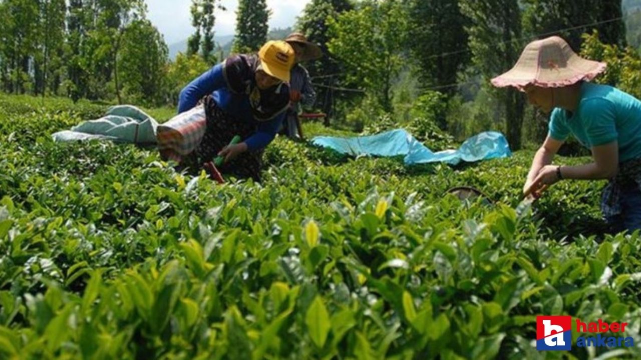Yaş çaya kilo başına ödenecek fark belirlendi! Çay tarlaları bu yıl elemansız kaldı