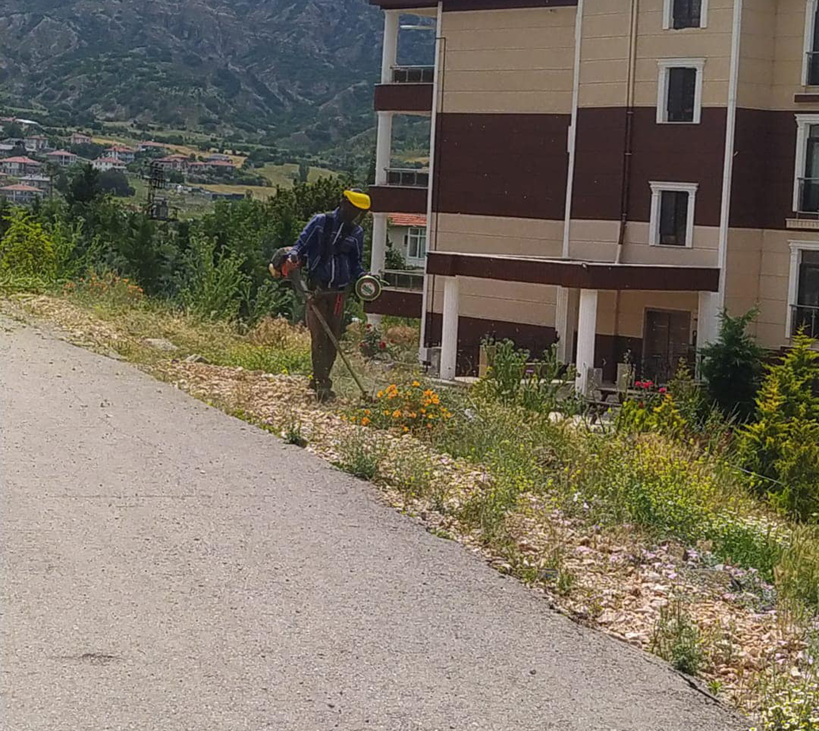 aa-20230622-31495451-31495450-gudulde-yabanci-ot-temizligi-devam-ediyor.jpg